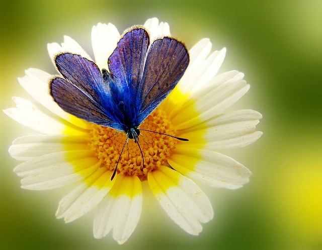 Beautiful Examples of Flower Photography