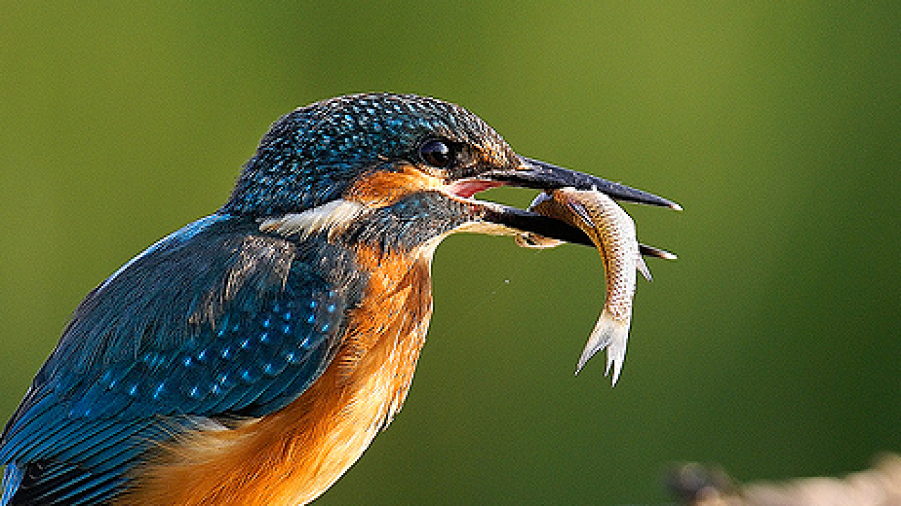 45 Beautiful and Amazing Examples of Bird Photography