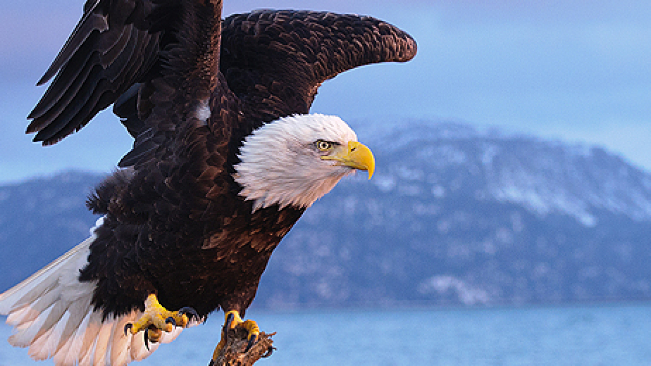 60 Awesome Examples of Eagle Photography