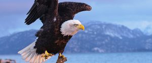 60 Awesome Examples of Eagle Photography