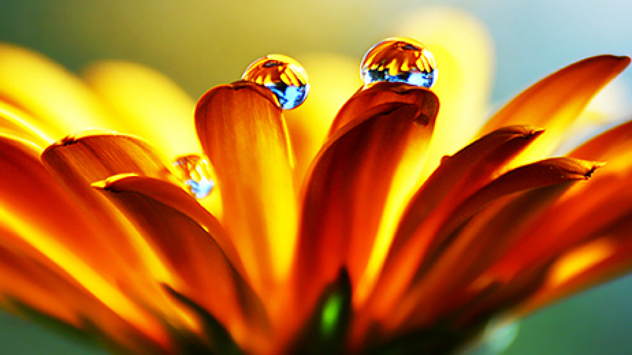 70 Fantastic & Beautiful Examples of Flower Photography