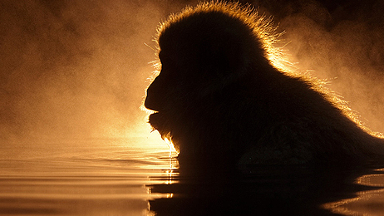 Awesome Photos by Marsel van Oosten